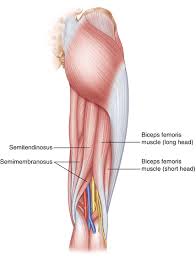 Muscles and bones act together to form levers. Knee Pain In Cyclists What Causes It And How To Fix It Cyclingtips