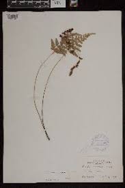 Image result for Anemia angolensis