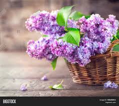Check spelling or type a new query. Lilac Flowers Bunch Image Photo Free Trial Bigstock
