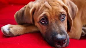 In addition to redness of the eye, signs that may also be noted include: Recognize Symptoms Of Common Dog Eye Problems Barking Royalty