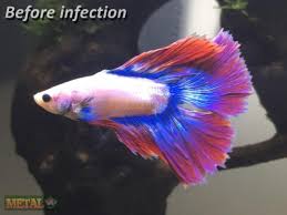 Featuring bright colors and elegant, flowing fins betta fish are the perfect. My Betta Fish Had His Few Issues Aquariacentral Com