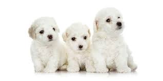 Find the perfect puppy to adopt. 1 Maltese Puppies For Sale In El Paso Tx Uptown