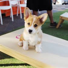 Cardigan welsh corgis are a completely different breed, and although they have similar physical features to pembrokes, they have different temperaments. Pembroke Welsh Corgi Puppies For Sale Dallas Tx 292413