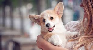 We have passionately bred and given out puppies to many homes around the world at very affordable rates. Miniature Corgi Can Your Favorite Dog Come In An Even Tinier Package