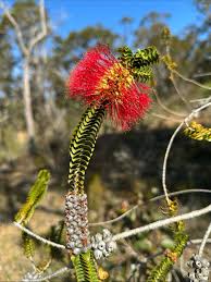 Image result for Caucanthus auriculatus