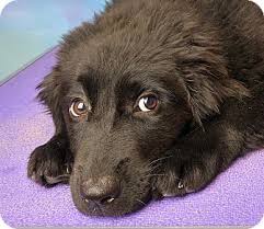 Find a newfoundland puppy from reputable breeders near you in kentucky. Denver Co Newfoundland Australian Shepherd Mix Meet Betsy A Puppy For Adoption Http Www Adoptapet Com Pet 16557831 Den Pets Puppy Adoption Newfoundland
