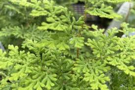 Image result for Selaginellaceae