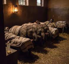 Caretakers comfort orphaned baby elephants