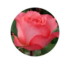 Maybe you would like to learn more about one of these? The Meaning Behind 3 Popular Valentine S Day Blooms Albuquerque Florist