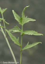 Image result for Sisymbrium orientale