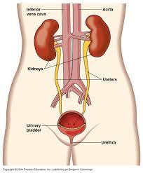 There are 2 distinct sources that supply blood to the liver. What Organ System Does The Kidney Belong To What Organ System Does The Liver Belong To Socratic