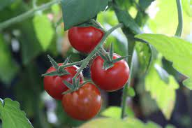Maybe you would like to learn more about one of these? Tomato Plants Are More Resistant Against Nematodes When Colonized By A Fungus