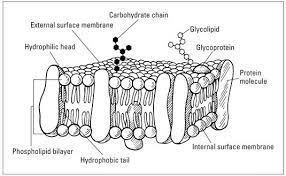 Help students identify key structures! 9 Worksheets Ideas Biology Classroom Cell Membrane Biology Lessons