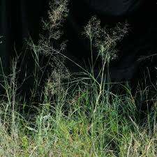 Image result for Tricholaena