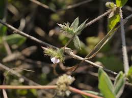 Image result for Blepharis maderaspatensis