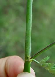 Image result for Aeschynomene minutiflora