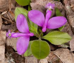 Image result for Polygala filicaulis