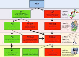 If you or your child are extremely sensitive to lactose, talk to your doctor about your diet. Lactose Intolerance And Other Related Food Sensitivities Sciencedirect
