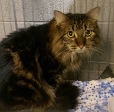 Use the search tool below and browse adoptable siberians! Ogden Ut Maine Coon Meet Goblin A Pet For Adoption