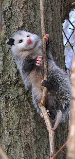Pin By Satana From Harris Teeter On Animales Hermosos Opossum Awesome Possum Cute Animals
