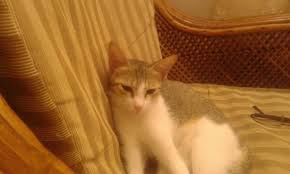 Well, it's true that there is a subtle relation between domestic breeds but domestic medium hair is, in essence, the combination of many different cat breeds around the globe. Domestic Mediumhair Cats For Sale Kochi Kl 141959