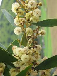 Image result for Acacia melanoxylon