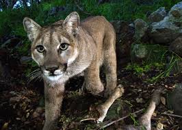 How big are mountain lions. California S Mighty Predator The Mountain Lion Faces Extinction Vortex Los Angeles Times