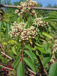 Image result for Tetradium glabrifolium