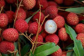 We did not find results for: 30 Exotic Asian Fruits You Must Try Nomad Paradise