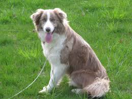 This is of course accomplished by breeding the male chihuahua with the female border collie, typically via ivf. Red Fox Labrador Lilac Border Collie Agouti Husky Rare Versions Of Common Dog Breeds The Dog People By Rover Com