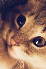 Cute Cat Kitten Naive Animal Macro Iphone 4s Wallpaper Download Iphone Wallpapers Ipad Wallpapers One Stop Download Beautiful Cats Kittens Cutest Cats
