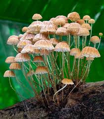 Image result for Marasmius sp.