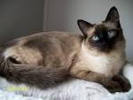 8 Grooming Tips for Long Haired Siamese Cats – HairstyleCamp