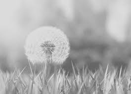 18 Gifs That Are Just Unbelievably Beautiful Dandelion Three Rivers Deep Make A Wish