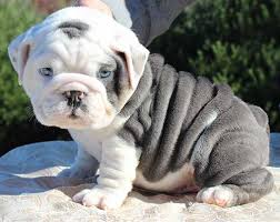 Here at teacups, puppies & boutique ® , we've been specializing in beautiful blue fawn french bulldog puppies for sale since 1999! English Bulldog Rare Colors