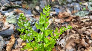 Image result for Asplenium uhligii