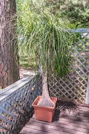 Ponytail Palm Replanting When And How To Transplant A Ponytail Palm Tree