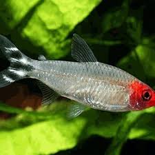 Rummynose Tropical Tetra Aquarium Fish Tropical Freshwater Fish Freshwater Aquarium
