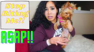 Stop Biting Nipping Yorkie Puppy Youtube