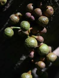 Image result for Ficus chirindensis