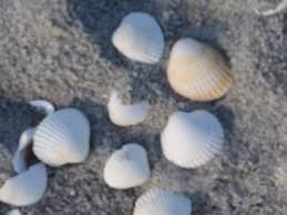 Check spelling or type a new query. Uberall Muscheln Bild Lyngsa Strand In Saeby