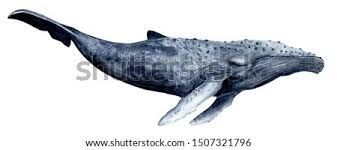 Whale jumping out of water cartoon. Shutterstock Puzzlepix