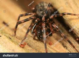 Cybaeus Spider Found Pacific Northwest Stock Photo Edit Now