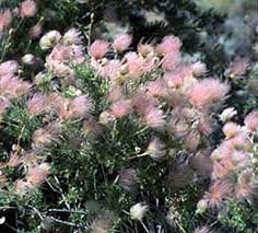 At nm flower company we specialize in a personal floral design approach, which means each flower arrangement is handcrafted and made with care. The Hilltop Landscape Architects And Contractors Plants And Trees For New Mexico Landscapes