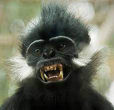 Maybe you would like to learn more about one of these? The Francois Langur Is An Endangered Species Hailing From The Tropical Subtropical Zones Of Southeast China Their Rang Weird Animals Monkeys Funny Animals