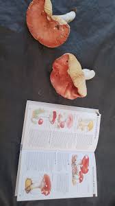 Image result for Russula perlactea