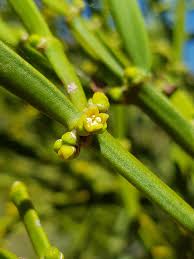 Image result for Viscum bagshawei