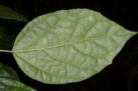 Image result for Clerodendrum capitatum
