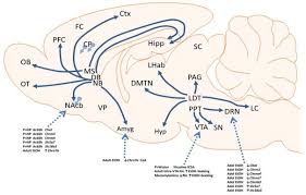 O gov.br reúne, em um só. A Genetic Animal Model Of Alcoholism For Screening Medications To Treat Addiction Abstract Europe Pmc