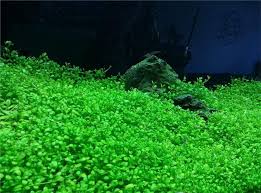 Carpeting Carpet Live Aquarium Plants Planted Aquarium Live Aquarium Plants Pond Plants